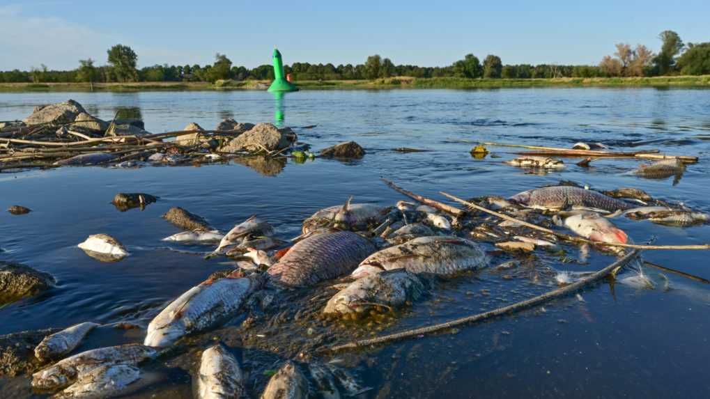 Z Odry a Neru poľskí hasiči už vylovili skoro 100 ton uhynutých rýb