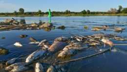 Na fotografii Eekologická katastrofa na rieke Odra.