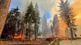 Požiar neďaleko skevojového hája Mariposa Grove v Yosemitskom národnom parku v Kalifornii z júla.