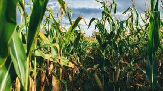 Ilustračná snímka kukuričného poľa.