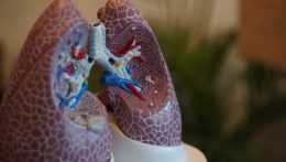 Ilustračná snímka modelu ľudských pľúc.