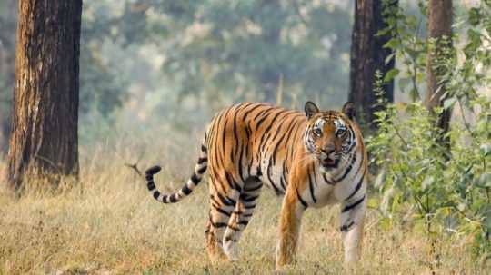 Ilustračná snímka tigra v prírode.