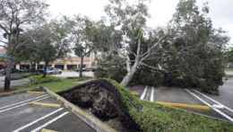 Vyvrátený strom na parkovisku pred obchodným centrom v meste Cooper City na Floride počas príchodu hurikánu Ian.