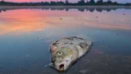 Uhynutá ryba na rieke Odra v meste Lebus na hraniciach medzi Poľskom a Nemeckom.