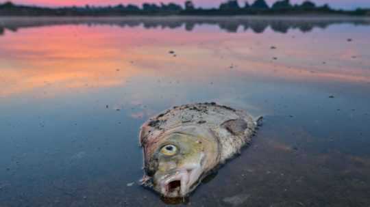 Uhynutá ryba na rieke Odra v meste Lebus na hraniciach medzi Poľskom a Nemeckom.