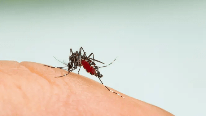 Niektoré mydlá komáre priťahujú, iné ich môžu odpudzovať, zistila štúdia