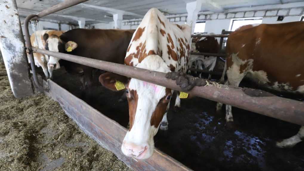 Kompenzácie pre chovateľov chce štát vyplatiť do konca roka