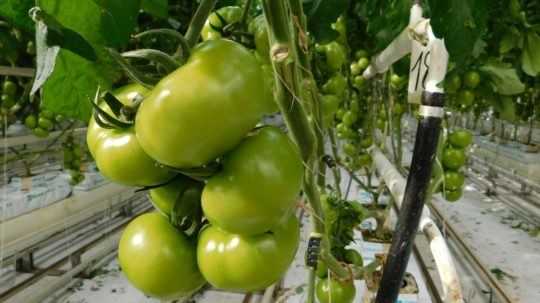 Na snímke sú zelené rajčiny v skleníku.