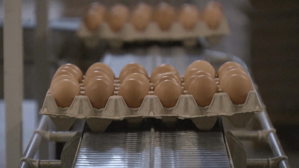 Ceny vajec budú ešte vyššie, a to najmä pred sviatkami