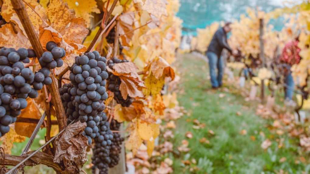 Súčasná kríza postihuje už aj vinohradníkov a vinárov