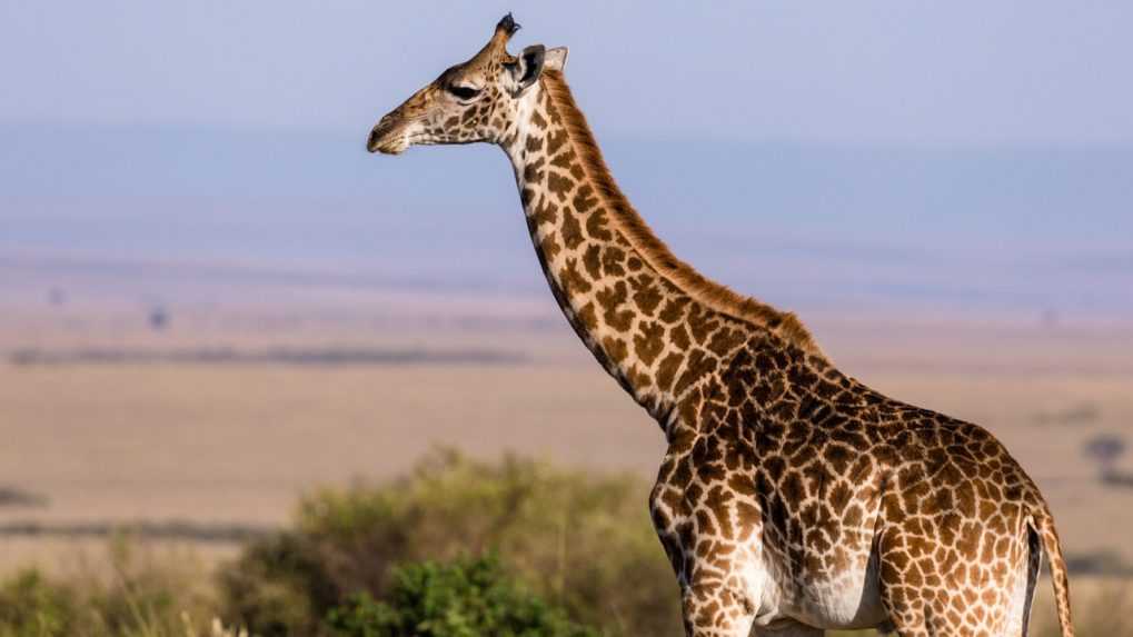 Žirafa udupala na smrť 16-mesačné dieťa