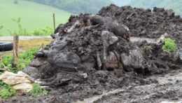 Na snímke je na kope niekoľko kusov mŕtveho hovädzieho dobytka v hnoji.