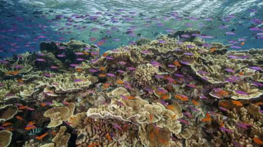Na archívnej snímke z roku 2017 húf rýb pláva v časti Veľkej korálovej bariéry neďaleko austrálskeho prístavného mesta Cairns.