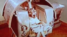 Na archívnej snímke z 5. novembra 1957 pes Lajka, prvá živá bytosť vo vesmíre.