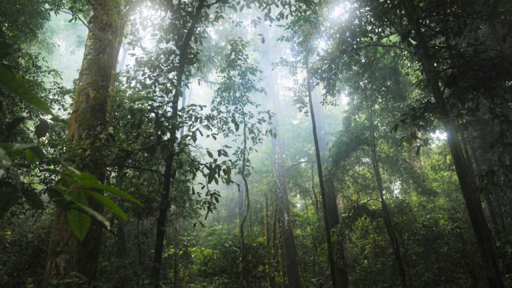 Brazília, Indonézia a Kongo podpísali dohodu o spolupráci na ochranu pralesov