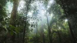 Ilustračná snímka dažďového pralesa.