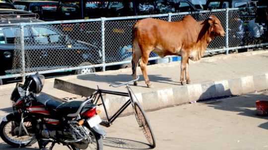 Na snímke krava v Indii na parkovisku