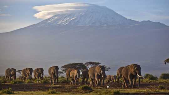 Stádo slonov v národnom parku Ambolseli na juhu Kene.