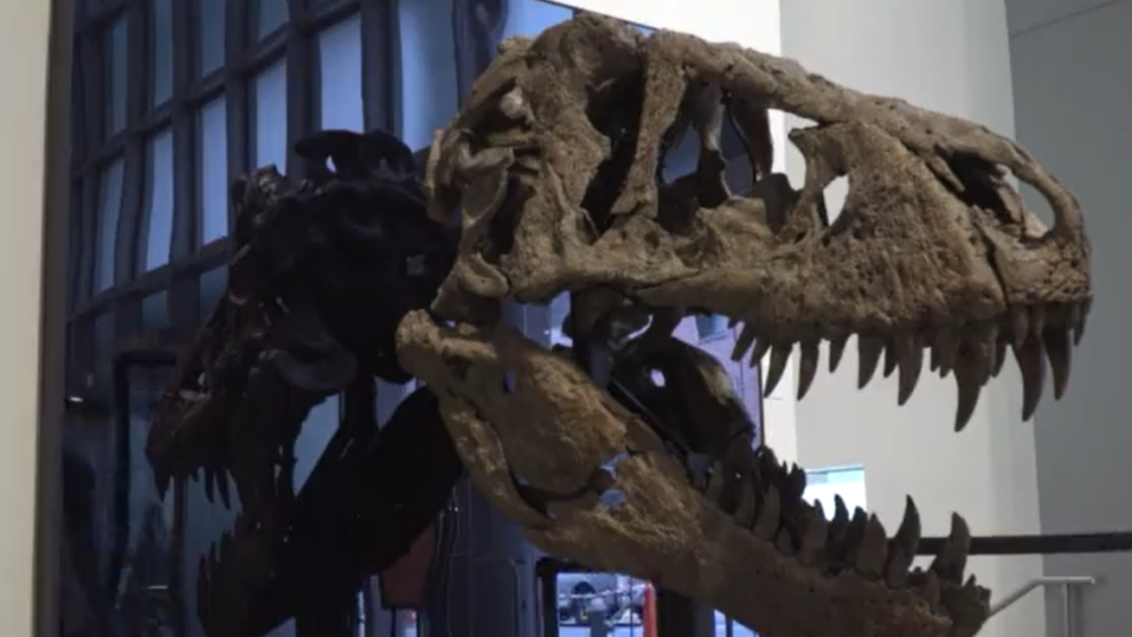 Lebka Tyrannosaura rexa sa v USA vydražila za 6 miliónov dolárov