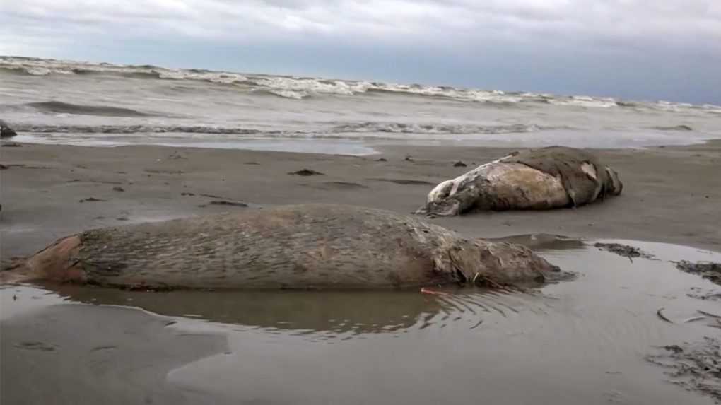 Na pobrežie Kaspického mora vyplavilo 1 700 mŕtvych tuleňov