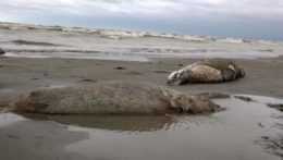 Pri brehoch Kaspického more našli 1 700 mŕtvych tuleňov.