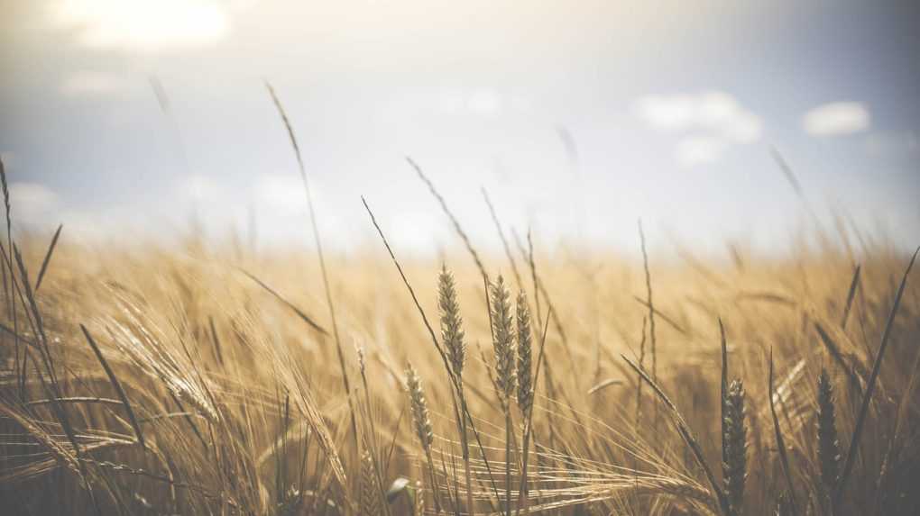 Rusko zožalo v tomto roku zhruba 5,8 milióna ton ukrajinskej pšenice