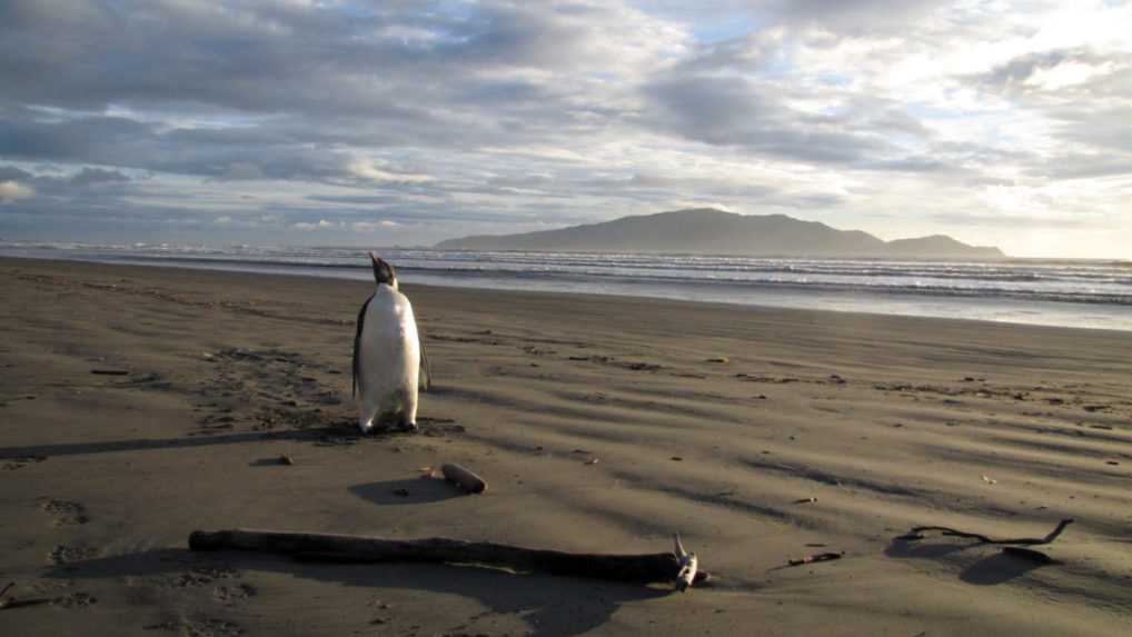 Tučniak cisársky kráča za potravou na pláži Peka Peka v Novom Zélande.