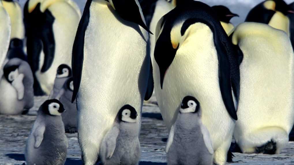 Na archívnej snímke tučniaky cisárske so svojimi mláďatami.