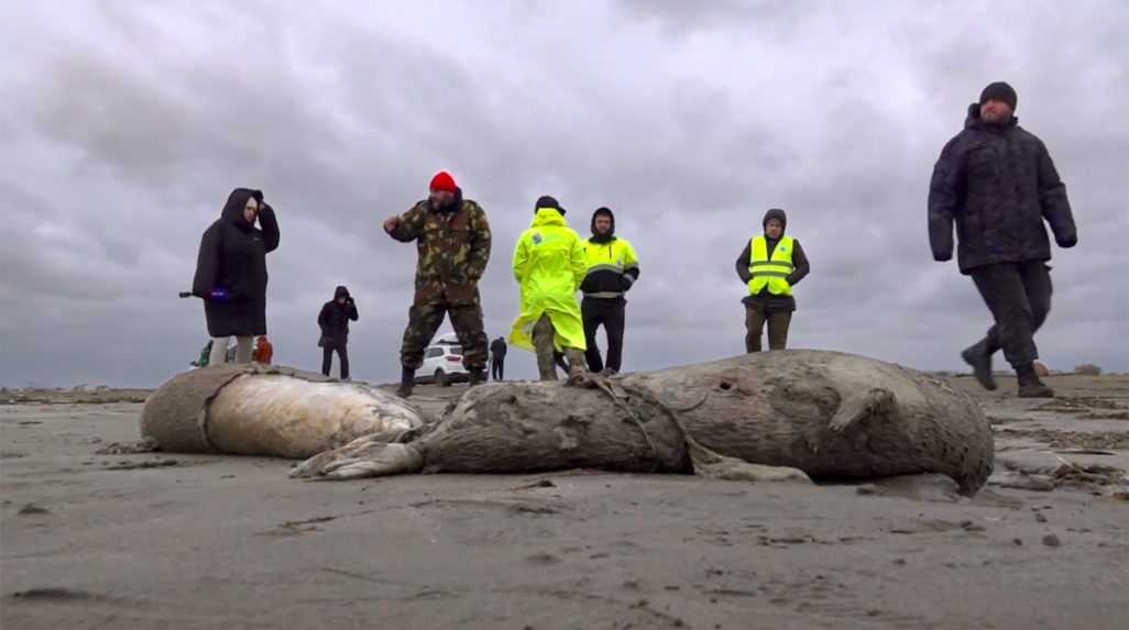 Masívny úhyn tuleňov v Kaspickom mori spôsobil zrejme výron plynu