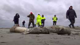 Na brehy Kaspického mora vyplavilo stovky mŕtvych tuleňov.