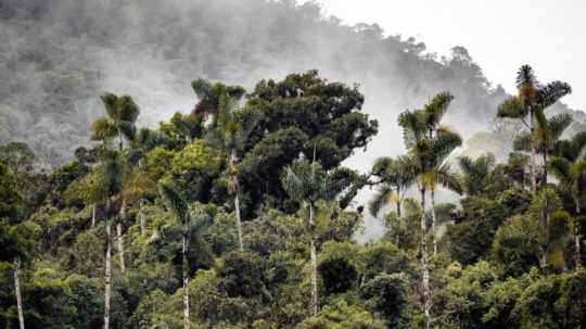 Na ilustračnej snímke Amazonský prales.