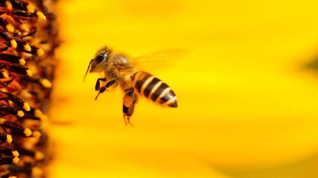 Slovenské včelárstvo sa pre klimatickú zmenu dostáva do ohrozenia