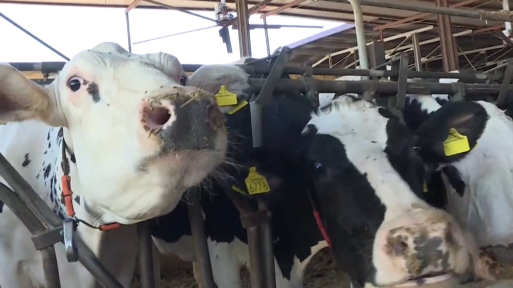 Nový Zéland chce prinútiť kravy menej grgať