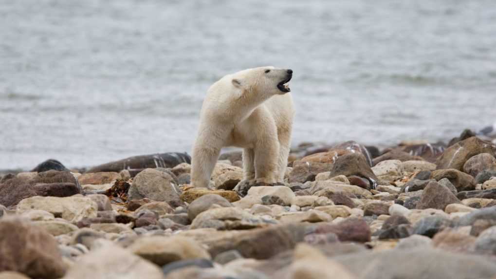 Ľadový medveď na Aljaške zaútočil na dedinčanov