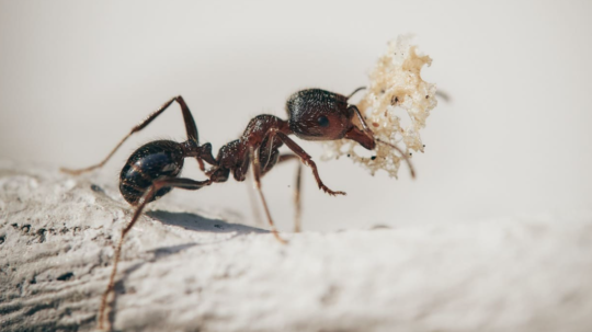 Na ilustračnej snímke mravec.