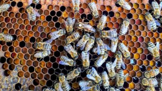Na ilustračnej snímke včely na medovom pláste.