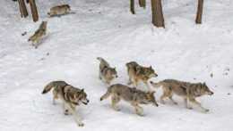 Na ilustračnej snímke svorka vlkov v zasneženej krajine