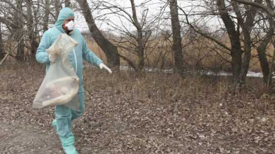 veterinár v ochrannom obleku odnáša v plastovom vreci uhynuté vtáctvo