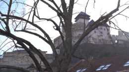 Chorá lipa na pozadí Trenčianskeho hradu.