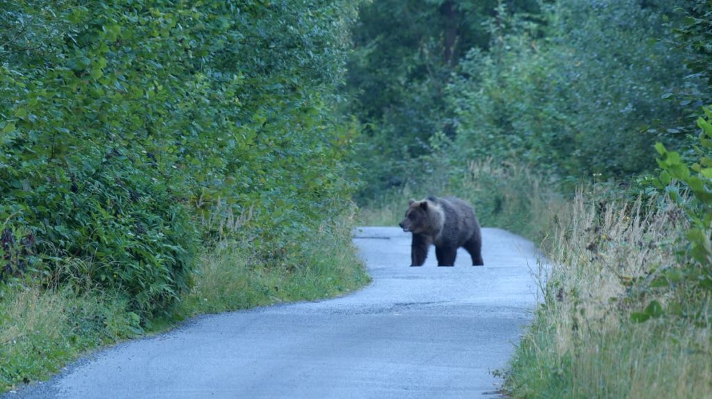 Neďaleko Hlohovca videli medveďa, obce vyzývajú ľudí na opatrnosť