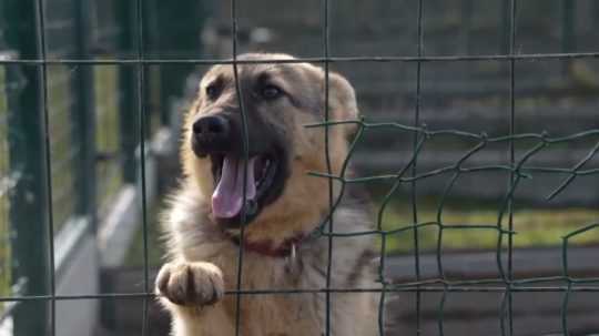 Na snímke pes s vyplazeným jazykom za plotom.