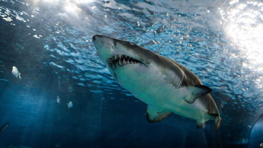 Austrálsky turista zomrel po útoku žraloka v Novej Kaledónii