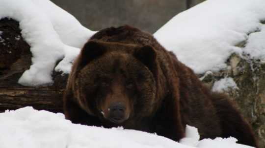 Na ilustračnej snímke medveď hnedý.