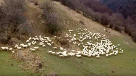 Na snímke sú ovce.