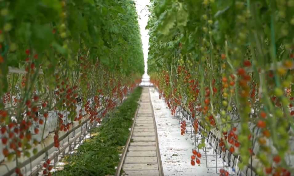 Ceny paradajok môžu začať klesať. Na pulty sa po zime vracajú tie slovenské