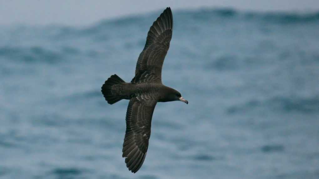 U morských vtákov objavili novú chorobu. Spôsobujú ju plasty
