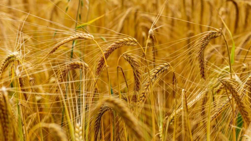 Európska komisia chce kompenzovať farmárov za ukrajinské obilie