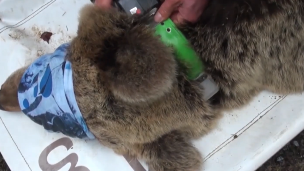 Tatry virtuálne oplotia. Problémové medvede dostanú sledovacie obojky
