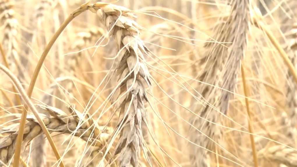 Obsah pesticídu v ukrajinskom obilí bol prekročený trojnásobne, tvrdia potravinári