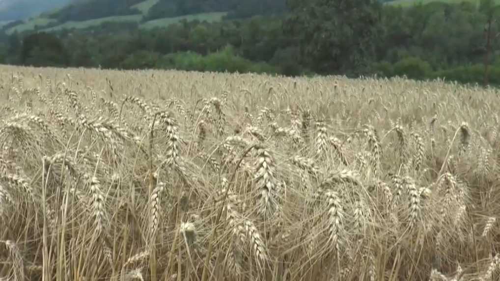 Slovensko zatiaľ nezruší zákaz dovozu ukrajinského obilia. Vlčan tak reagoval na podmienku EÚ